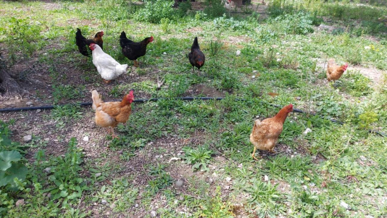 Agritourism Cottage Near Sitia Buitenkant foto